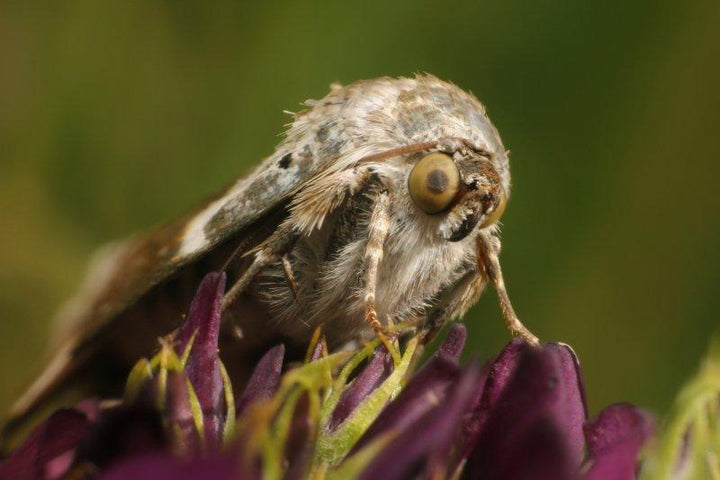 Animals photography titled 'Noctuidae 1', 11x17 inches, by artist Rainer Clemens Merk on