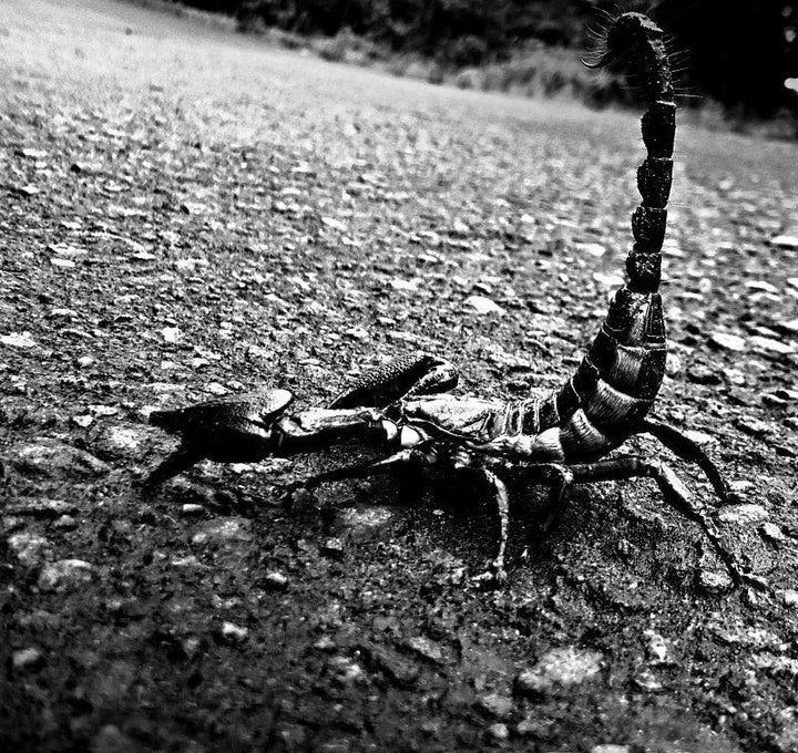 Animals photography titled 'Agressive Scorpion', 11x12 inches, by artist Rahmat Nugroho on