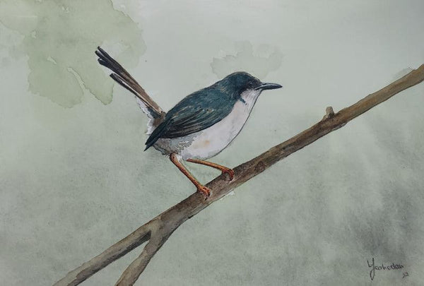 Animals watercolor painting titled 'Ashy Prinia', 8x12 inches, by artist Yashodan Heblekar on Paper