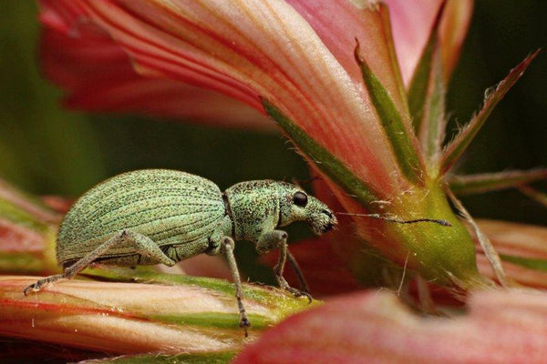 Animals photography titled 'BEETLE', 11x17 inches, by artist Rainer Clemens Merk on