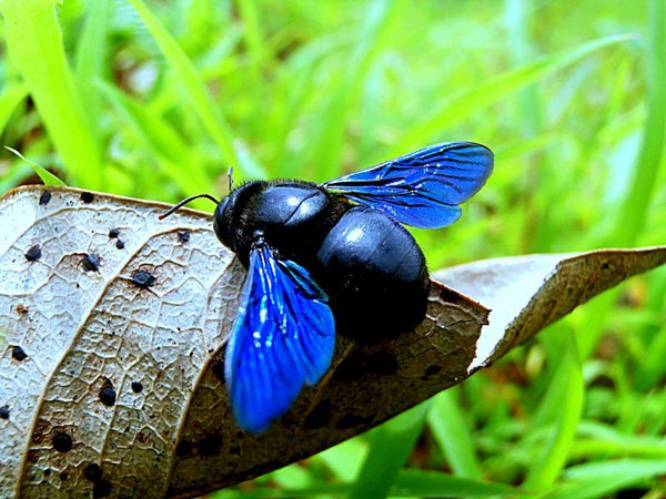 Animals photography titled 'Beetle Blue', 11x15 inches, by artist Rohit Belsare on