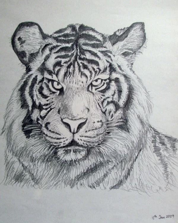 Animals pencil drawing titled 'Bengal Tiger', 12x16 inches, by artist Rajendra V on Paper