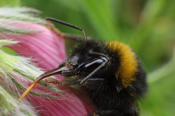 Animals photography titled 'BUMBLEBEE', 11x17 inches, by artist Rainer Clemens Merk on