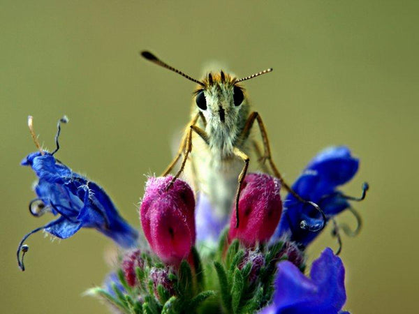 Animals photography titled 'Butterfly on Flower', 11x15 inches, by artist Rainer Clemens Merk on