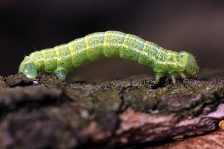 Animals photography titled 'Caterpillar', 11x17 inches, by artist Rainer Clemens Merk on