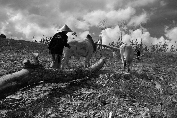 Realistic photography titled 'Cow Pulling Wood', 11x17 inches, by artist Rahmat Nugroho on