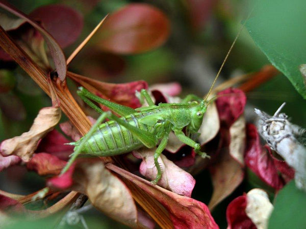 Animals photography titled 'Cricket', 11x15 inches, by artist Rainer Clemens Merk on