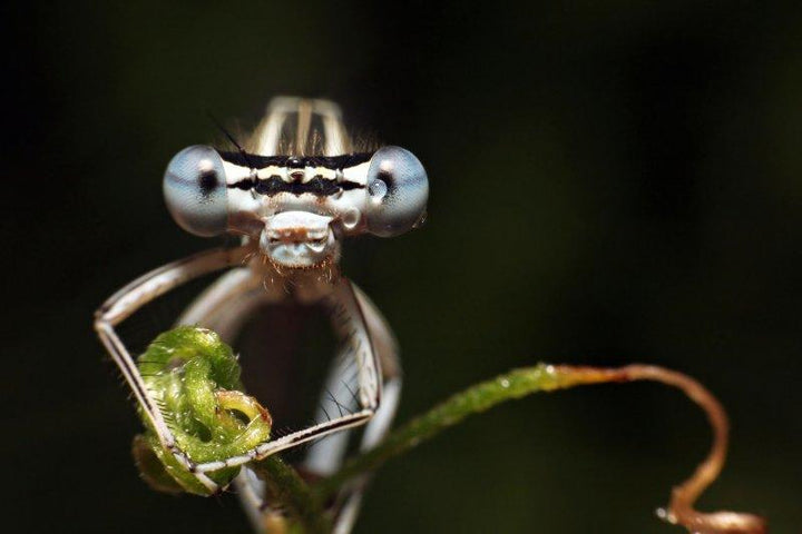 Animals photography titled 'Dragonfly', 11x17 inches, by artist Rainer Clemens Merk on