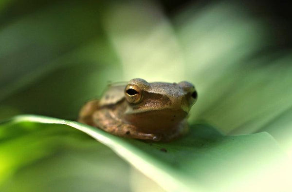 Animals photography titled 'Frog is an insect eating amphibian that', 11x17 inches, by artist Rahmat Nugroho on