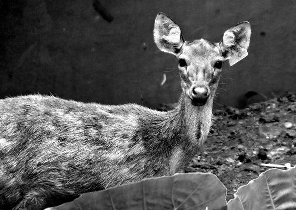 Animals photography titled 'Funny Deer In Black And White', 11x16 inches, by artist Rahmat Nugroho on