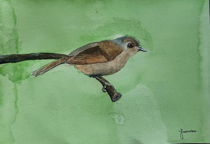 Grey Headed Fulvetta by Yashodan Heblekar | ArtZolo.com