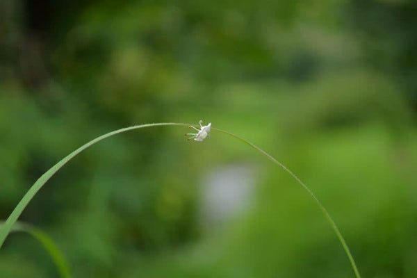 Nature photography titled 'Hanging on delicate bridge', 11x17 inches, by artist SHARAD KANDALKAR on