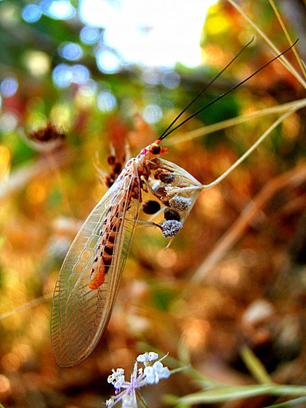 Animals photography titled 'Insect Ii', 15x11 inches, by artist Rohit Belsare on