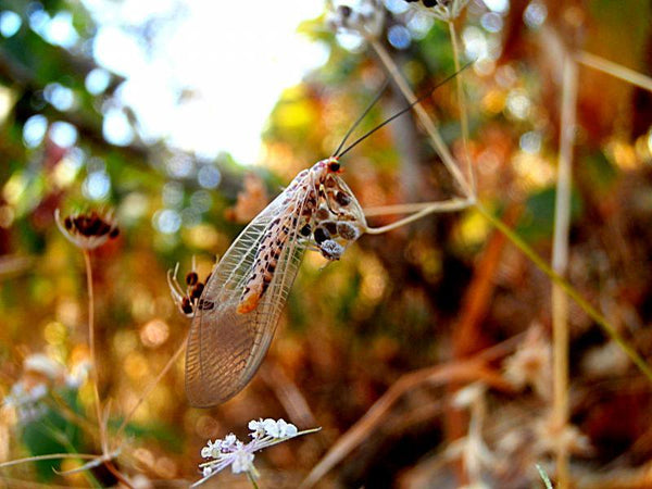 Animals photography titled 'Insect Iii', 11x15 inches, by artist Rohit Belsare on