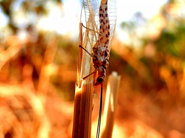 Animals photography titled 'Insect Iv', 11x15 inches, by artist Rohit Belsare on