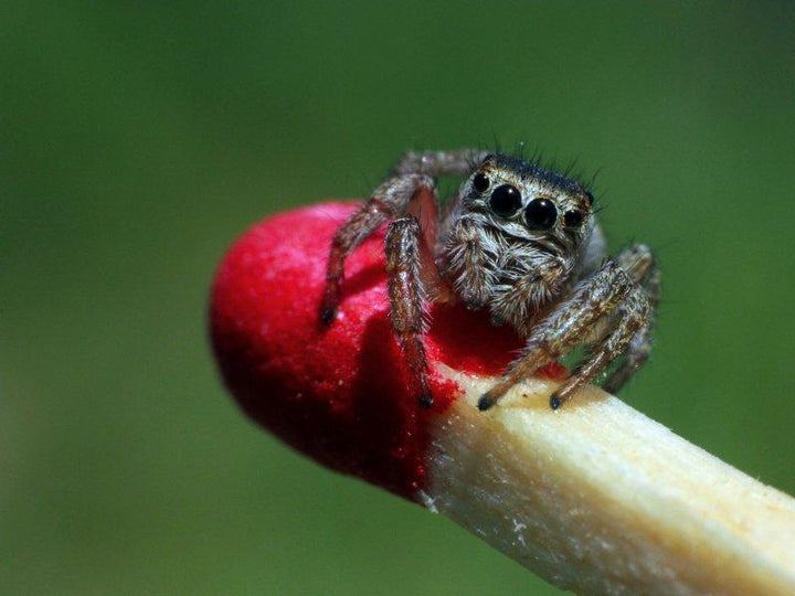 Animals photography titled 'JUMPING SPIDER', 11x15 inches, by artist Rainer Clemens Merk on