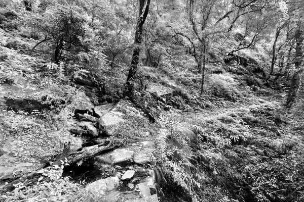 Photograph print titled 'Jungle Stream', 24x36 on Paper, by artist Gautham Manohar