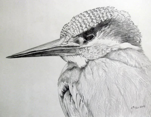 Animals pencil drawing titled 'Kingfisher', 16x12 inches, by artist Rajendra V on Paper