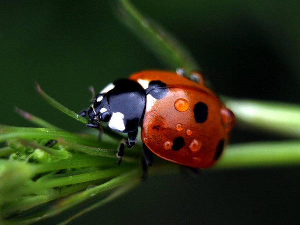 Animals photography titled 'Ladybird', 11x15 inches, by artist Rainer Clemens Merk on