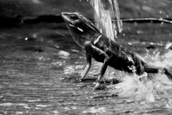 Animals photography titled 'Lizard In Bw', 11x17 inches, by artist Rahmat Nugroho on