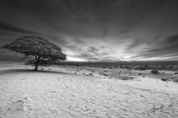 Photograph print titled 'Lone Tree Sunrise', 24x36 on Paper, by artist Gautham Manohar