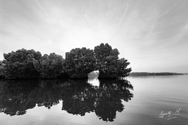 Photograph print titled 'Mangrove Arch', 24x36 on Paper, by artist Gautham Manohar