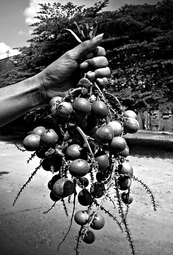 Still-life photography titled 'Matoa fruit especially from papua', 17x11 inches, by artist Rahmat Nugroho on