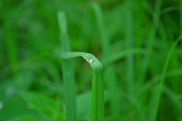 Nature photography titled 'Morning dew on grass', 11x17 inches, by artist SHARAD KANDALKAR on