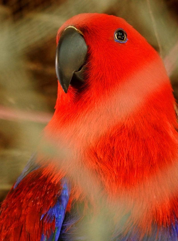 Animals photography titled 'Parrot in the cages', 15x11 inches, by artist Rahmat Nugroho on