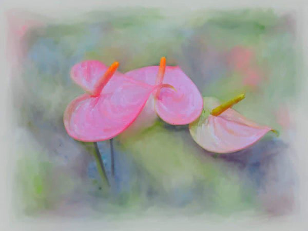 Nature Digital Painting digital art titled 'Pink Anthurium', 11x15 inches, by artist Usha Shantharam on canvas