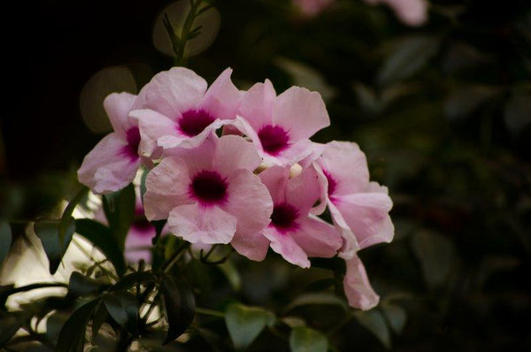 Nature photography titled 'Pink Flowers', 11x17 inches, by artist Naveen Palanivelu on