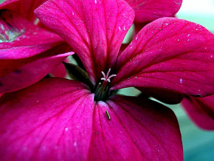 Nature photography titled 'Pink Petals', 11x15 inches, by artist Rohit Belsare on