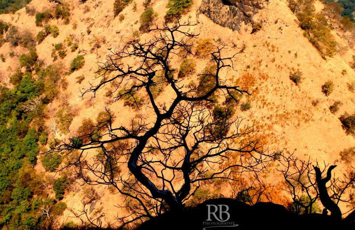 Nature photography titled 'Shadowed Tree', 11x17 inches, by artist Rohit Belsare on