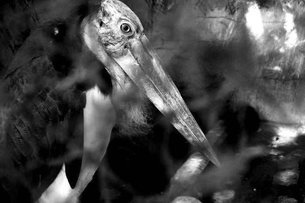 Animals photography titled 'Sharp Bird Eye In Black And White', 11x17 inches, by artist Rahmat Nugroho on