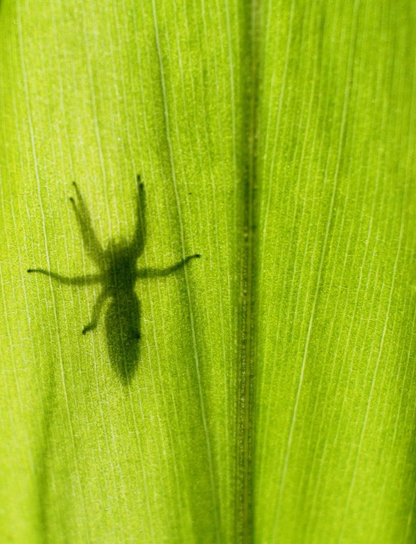 Animals photography titled 'Silhoutte Of Spider', 15x11 inches, by artist Rahmat Nugroho on