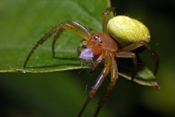 Animals photography titled 'SPIDER & WEB', 11x17 inches, by artist Rainer Clemens Merk on