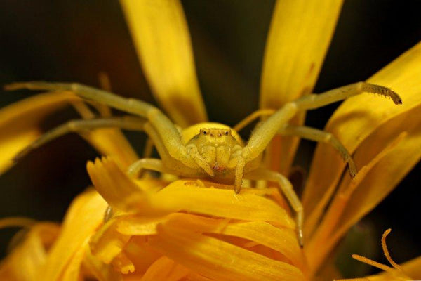 Animals photography titled 'Spider', 11x17 inches, by artist Rainer Clemens Merk on