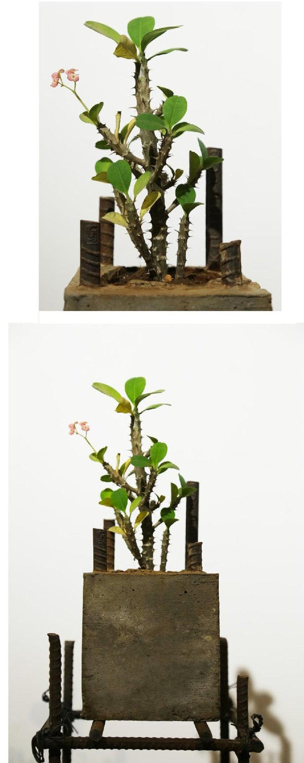 Nature sculpture titled 'The Cube', 7x5x5 inches, by artist Abhishek Salve on Mixedmedia