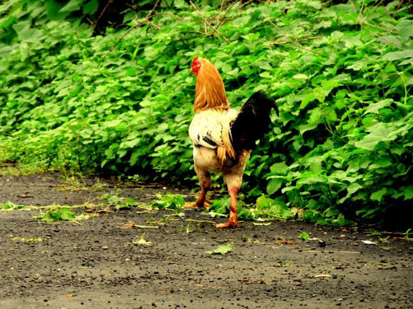 Animals photography titled 'The Hen', 11x15 inches, by artist Rohit Belsare on