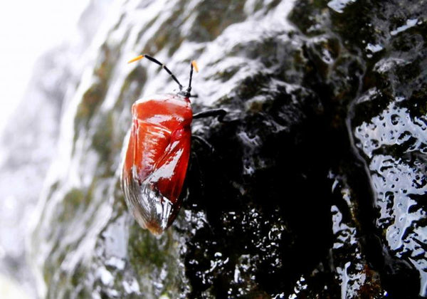 Animals photography titled 'The Insect', 11x16 inches, by artist Rohit Belsare on