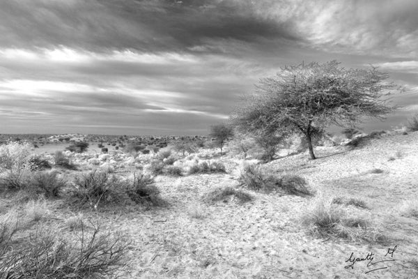 Photograph print titled 'Tree Horizon', 24x36 on Paper, by artist Gautham Manohar