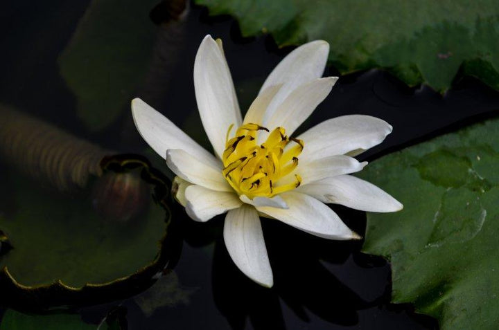 Nature photography titled 'White Lilly', 11x17 inches, by artist Naveen Palanivelu on