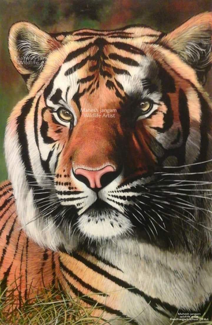 Animals acrylic painting titled 'Wildlife tiger', 48x28 inches, by artist Mahesh Jangam on Canvas