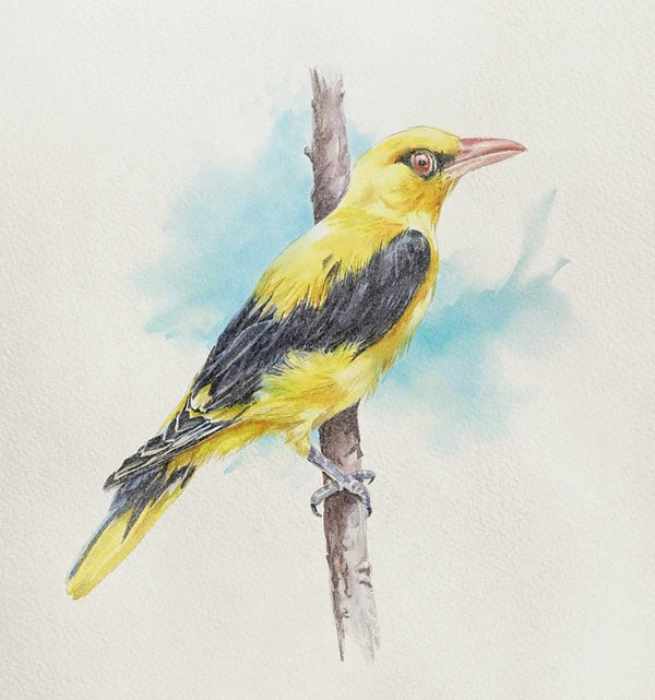 Other watercolor painting titled 'Yel Bird 1', 10x8 inches, by artist Kaukab Ahmad on Paper